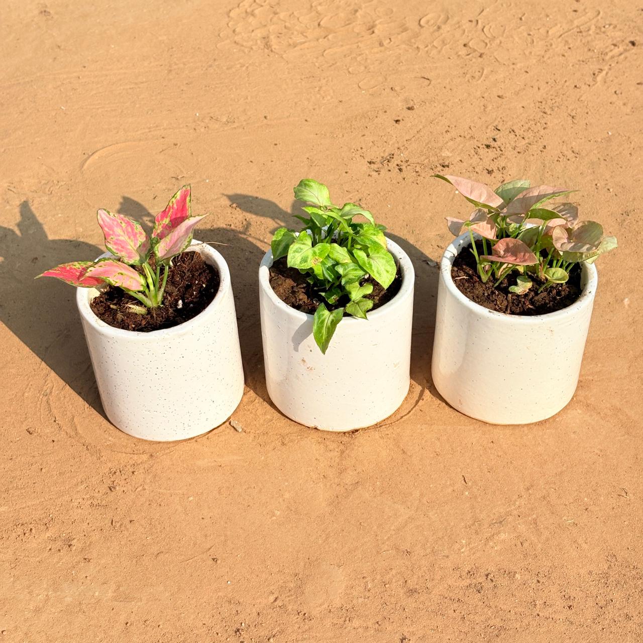 Set of 3 - Aglaonema Pink, Syngonium Butterfly & Syngonium Pink in 4 Inch White Pipe Designer Ceramic Pot (any design)