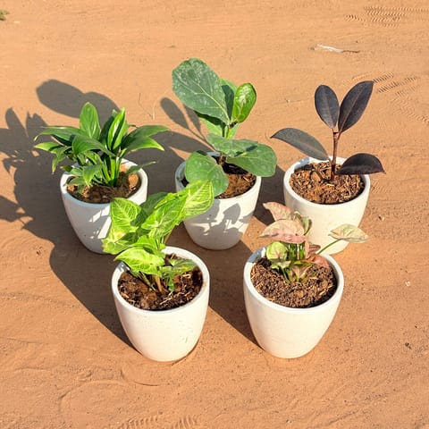 Set of 5 - Syngonium Alba Dwarf, Fiddle Leaf Fig, Syngonium Pink, Rubber Black & Peace Lily in 4 Inch Live Plant Classy White Cup Ceramic Pot