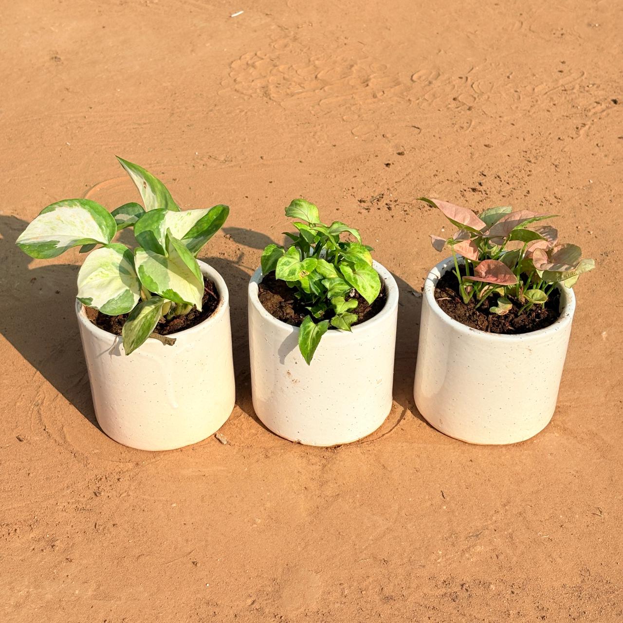 Set of 3 - Money Plant N'Joy, Syngonium Butterfly & Syngonium Pink in 4 Inch White Pipe Designer Ceramic Pot (any design)