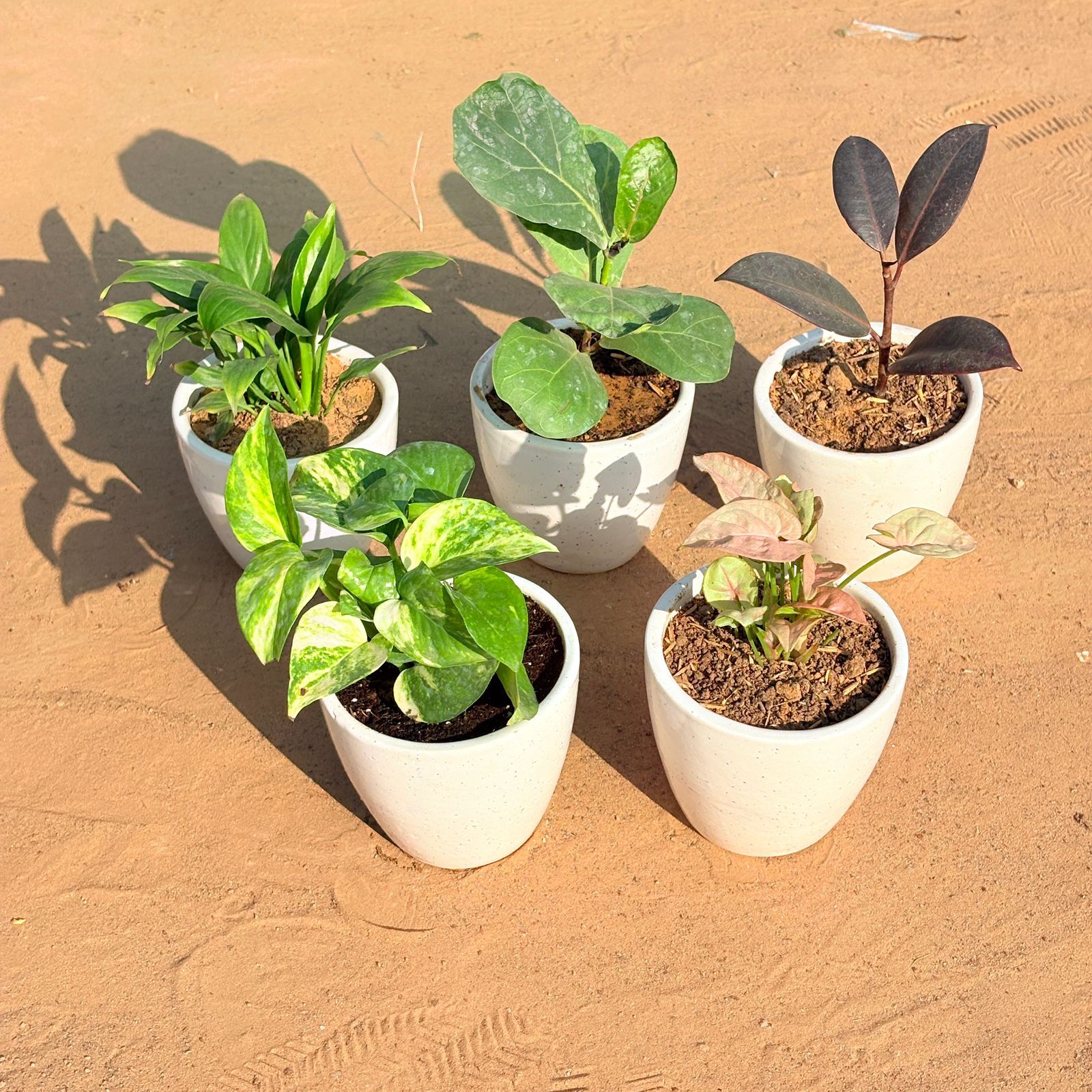 Set of 5 - Marble Money Plant, Fiddle Leaf Fig, Syngonium Pink, Rubber Black & Peace Lily in 4 Inch Classy White Cup Ceramic Pot
