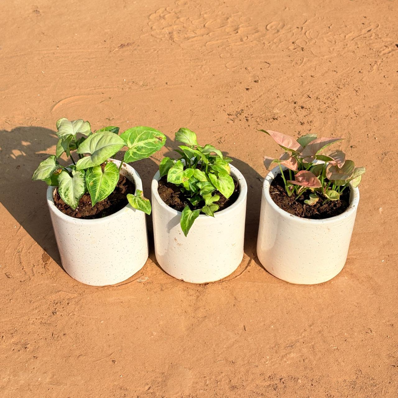 Set of 3 - Syngonium Yammi , Syngonium Butterfly & Syngonium Pink in 4 Inch White Pipe Designer Ceramic Pot (any design)