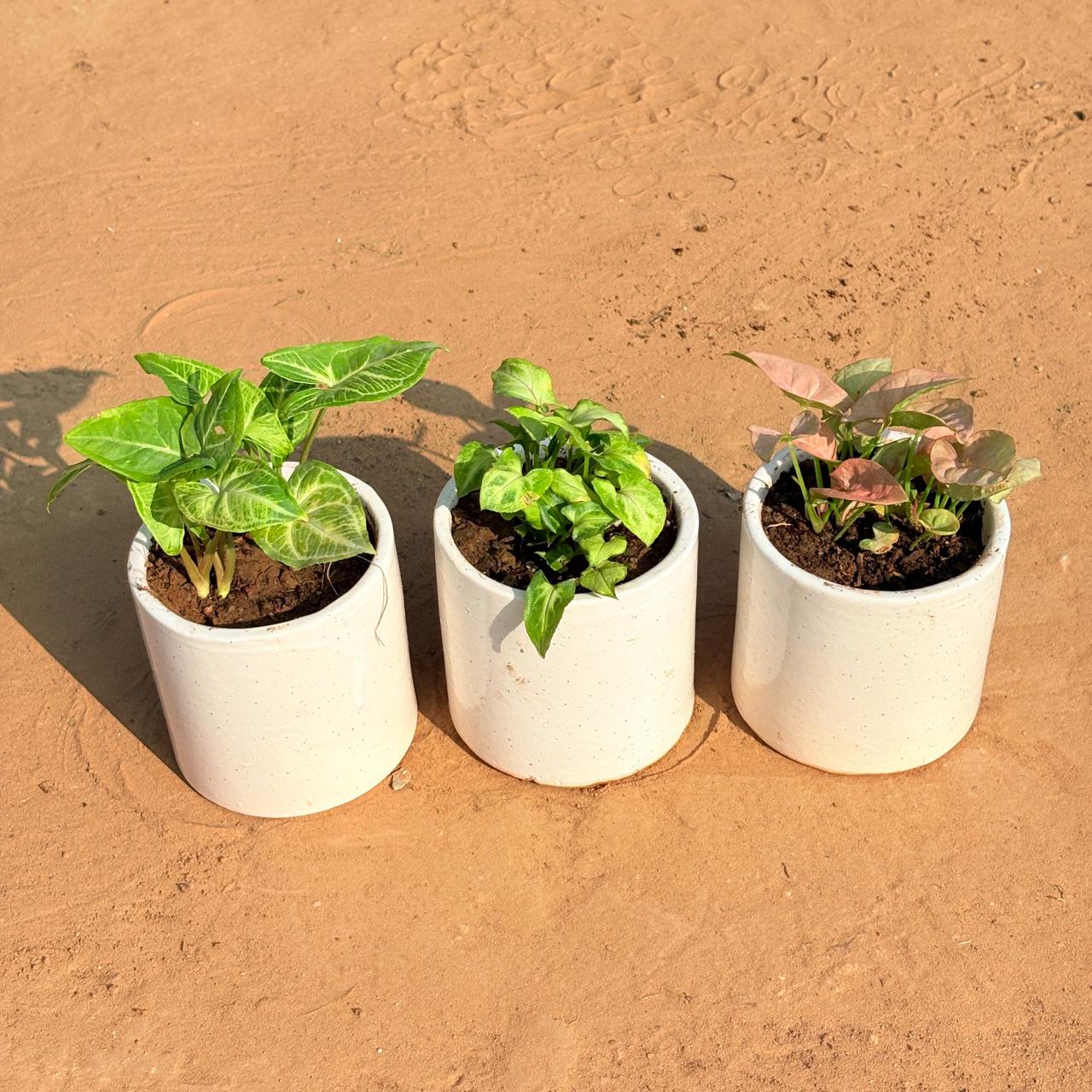 Set of 3 - Syngonium Alba Dwarf, Syngonium Butterfly & Syngonium Pink in 4 Inch White Pipe Designer Ceramic Pot (any design)