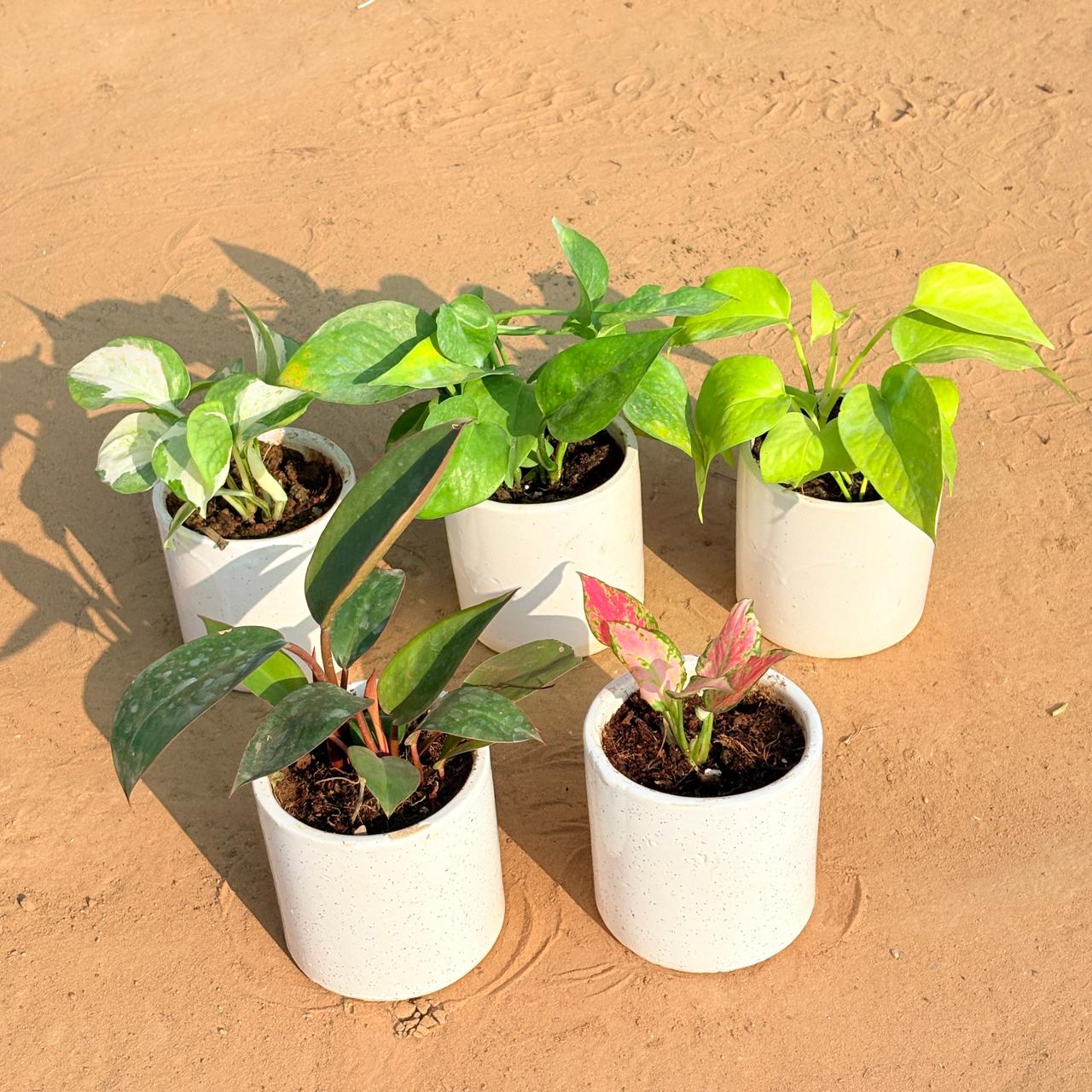 Set of 5 - Money Plant N'Joy, Money Plant Green, Golden Money Plant, Philodendron Red & Aglaonema Pink in 4 Inch White Pipe Designer Ceramic Pot (any design)