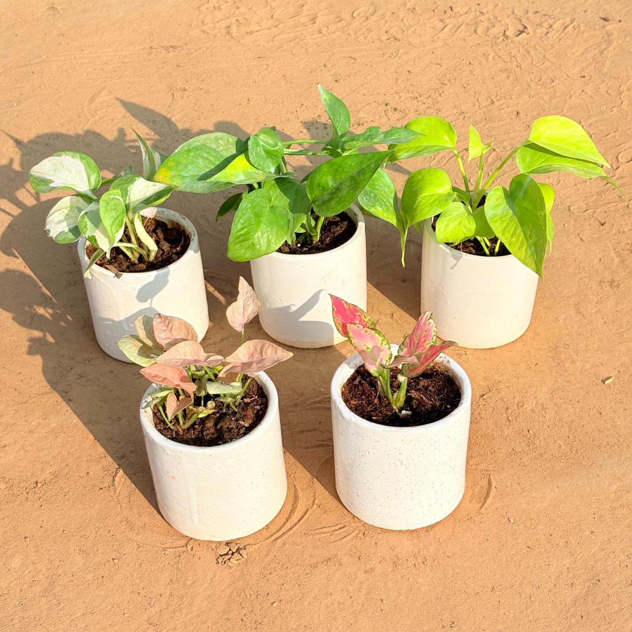 Set of 5 - Money Plant N'Joy, Money Plant Green, Golden Money Plant, Syngonium Pink & Aglaonema Pink in 4 Inch White Pipe Designer Ceramic Pot (any design)