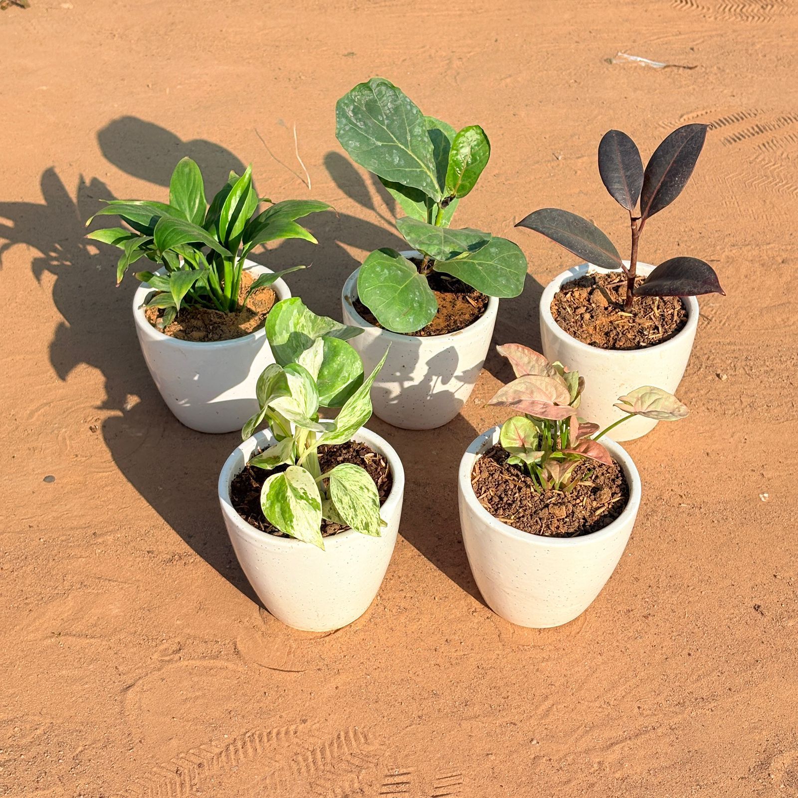 Set of 5 - Money Plant N'Joy, Fiddle Leaf Fig, Syngonium Pink, Rubber Black & Peace Lily in 4 Inch Classy White Cup Ceramic Pot