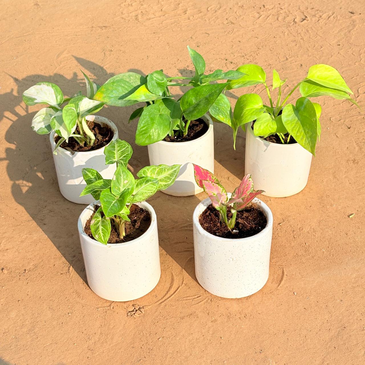 Set of 5 - Money Plant N'Joy, Money Plant Green, Golden Money Plant, Syngonium Alba Dwarf & Aglaonema Pink in 4 Inch White Pipe Designer Ceramic Pot (any design)