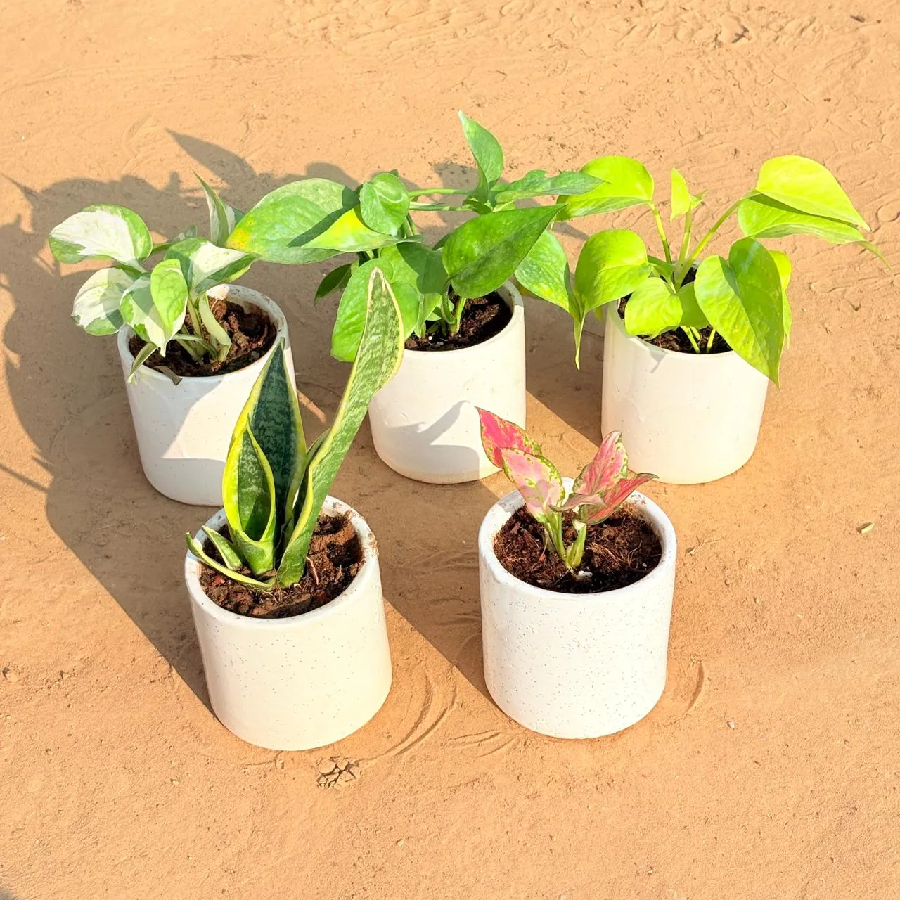 Set of 5 - Money Plant N'Joy, Money Plant Green, Golden Money Plant, Snake Yellow & Aglaonema Pink in 4 Inch White Pipe Designer Ceramic Pot (any design)