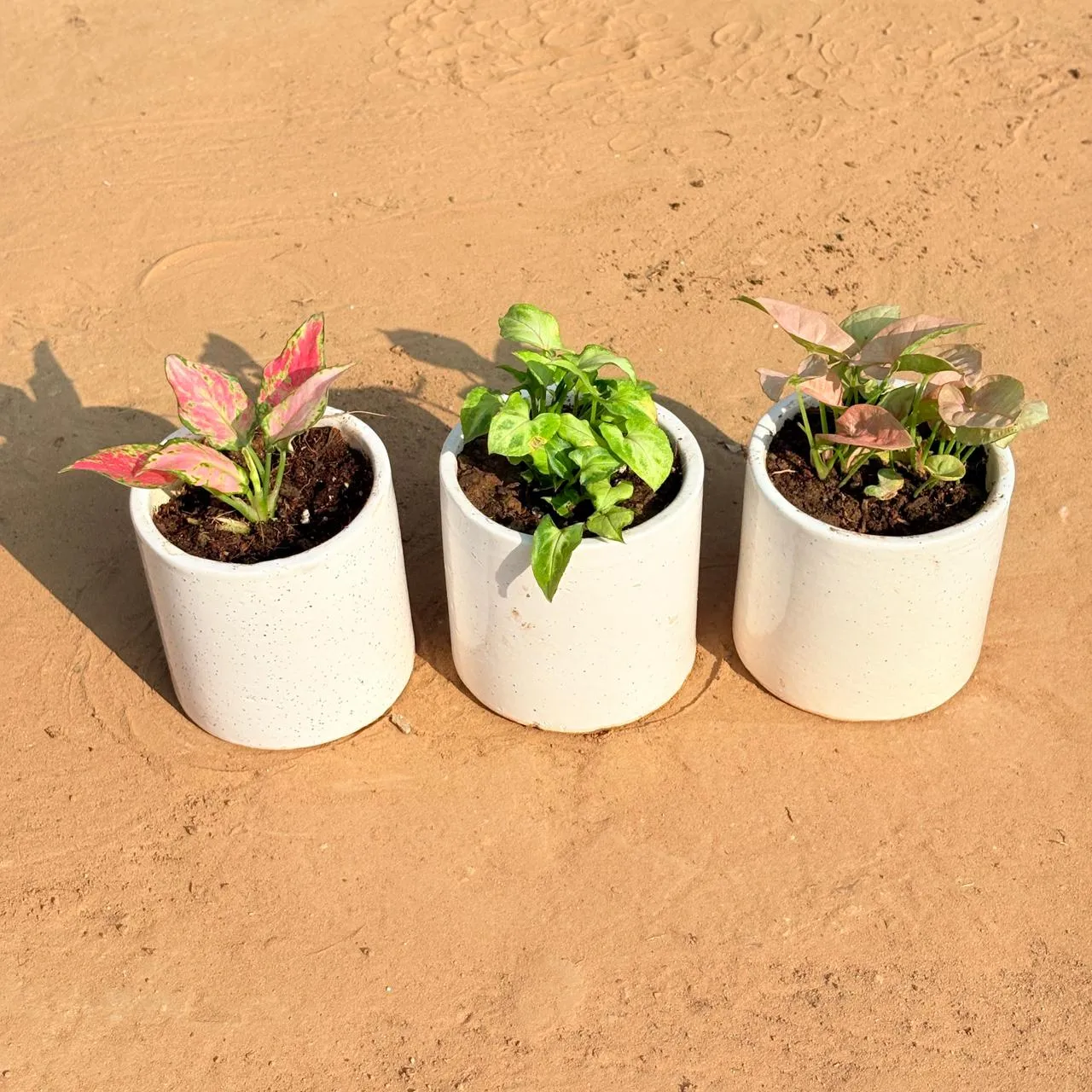 Set of 3 - Aglaonema Pink, Syngonium Butterfly & Syngonium Pink in 4 Inch White Pipe Designer Ceramic Pot (any design)
