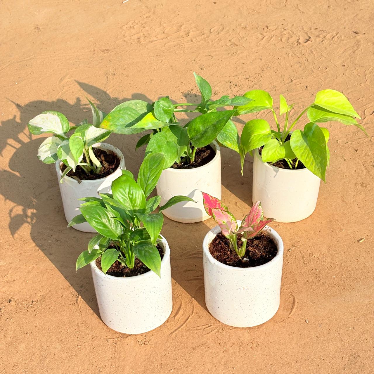 Set of 5 - Money Plant N'Joy, Money Plant Green, Golden Money Plant, Peace Lily & Aglaonema Pink in 4 Inch White Pipe Designer Ceramic Pot (any design)