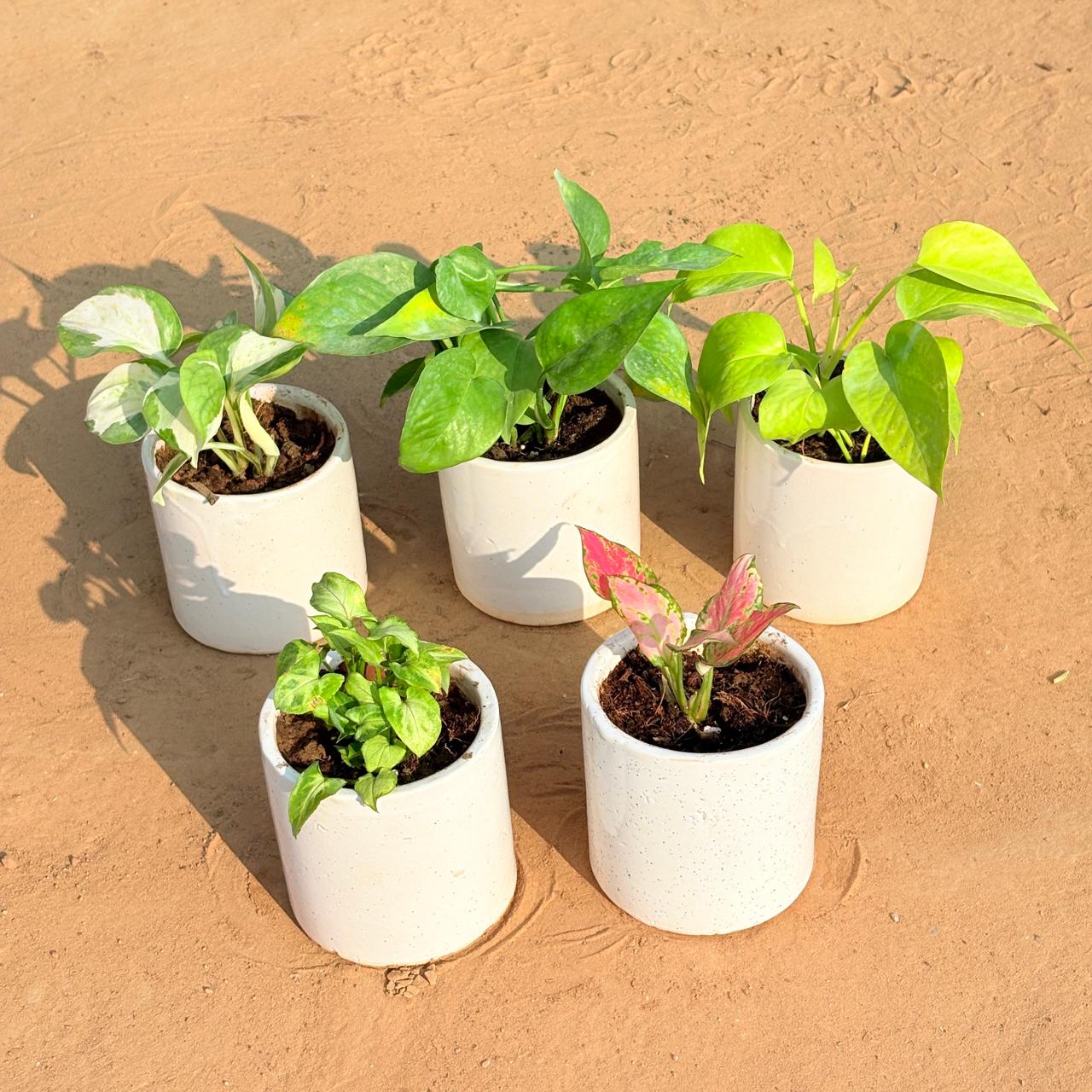 Set of 5 - Money Plant N'Joy, Money Plant Green, Golden Money Plant, Syngonium Butterfly & Aglaonema Pink in 4 Inch White Pipe Designer Ceramic Pot (any design)