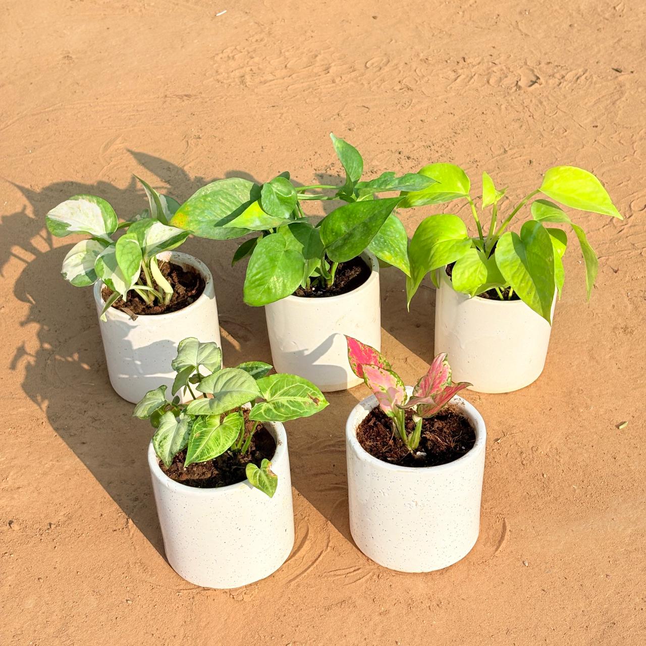 Set of 5 - Money Plant N'Joy, Money Plant Green, Golden Money Plant, Syngonium Yammi & Aglaonema Pink in 4 Inch White Pipe Designer Ceramic Pot (any design)