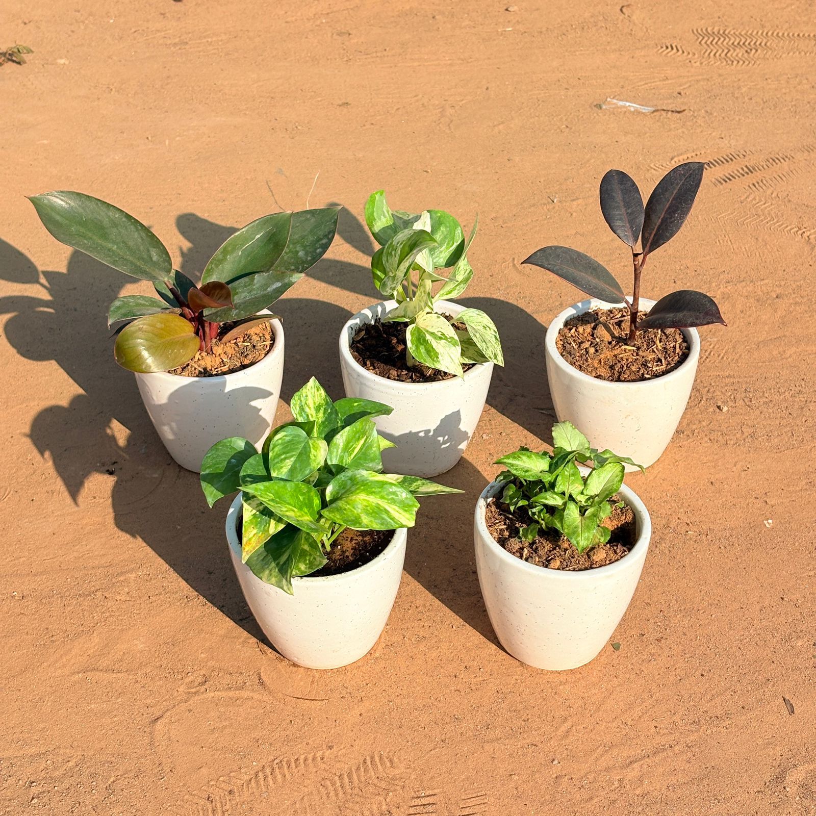 Set of 5 - Marble Money Plant, Money Plant N'Joy, Philodendron Red, Rubber Black & Syngonium Butterfly in 4 Inch Classy White Cup Ceramic Pot