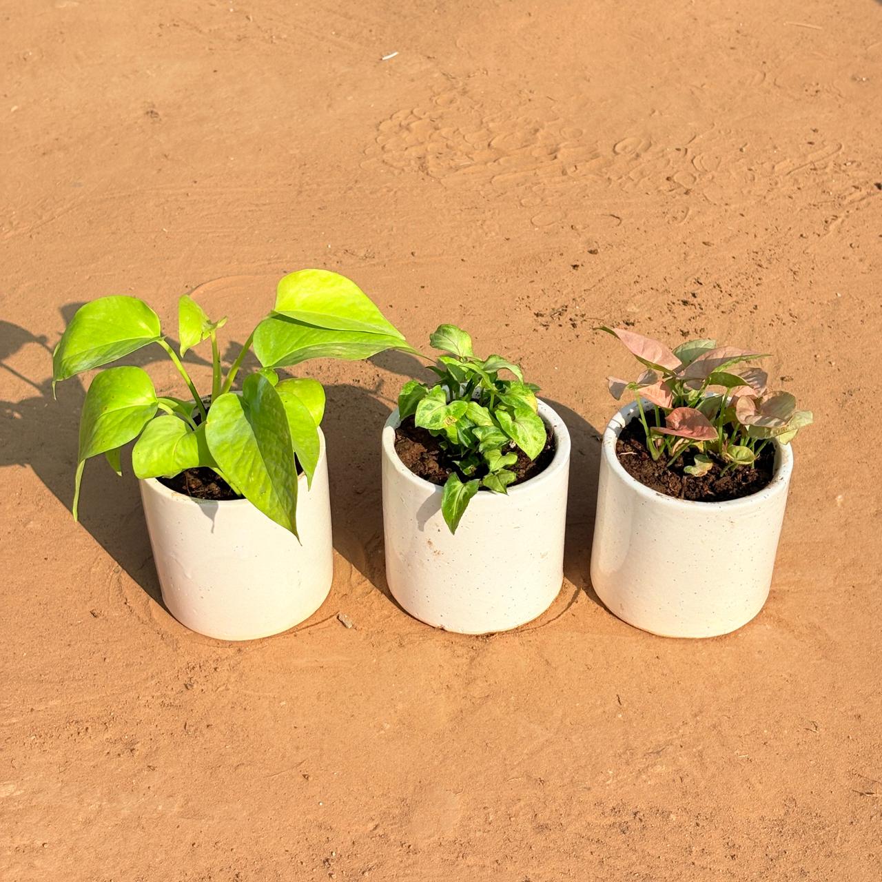 Set of 3 - Golden Money Plant, Syngonium Butterfly & Syngonium Pink in 4 Inch White Pipe Designer Ceramic Pot (any design)