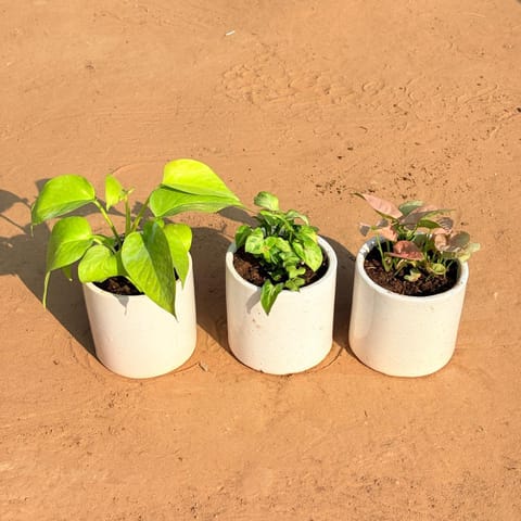 Set of 3 - Golden Money Plant, Syngonium Butterfly & Syngonium Pink in 4 Inch White Pipe Designer Ceramic Pot (any design)