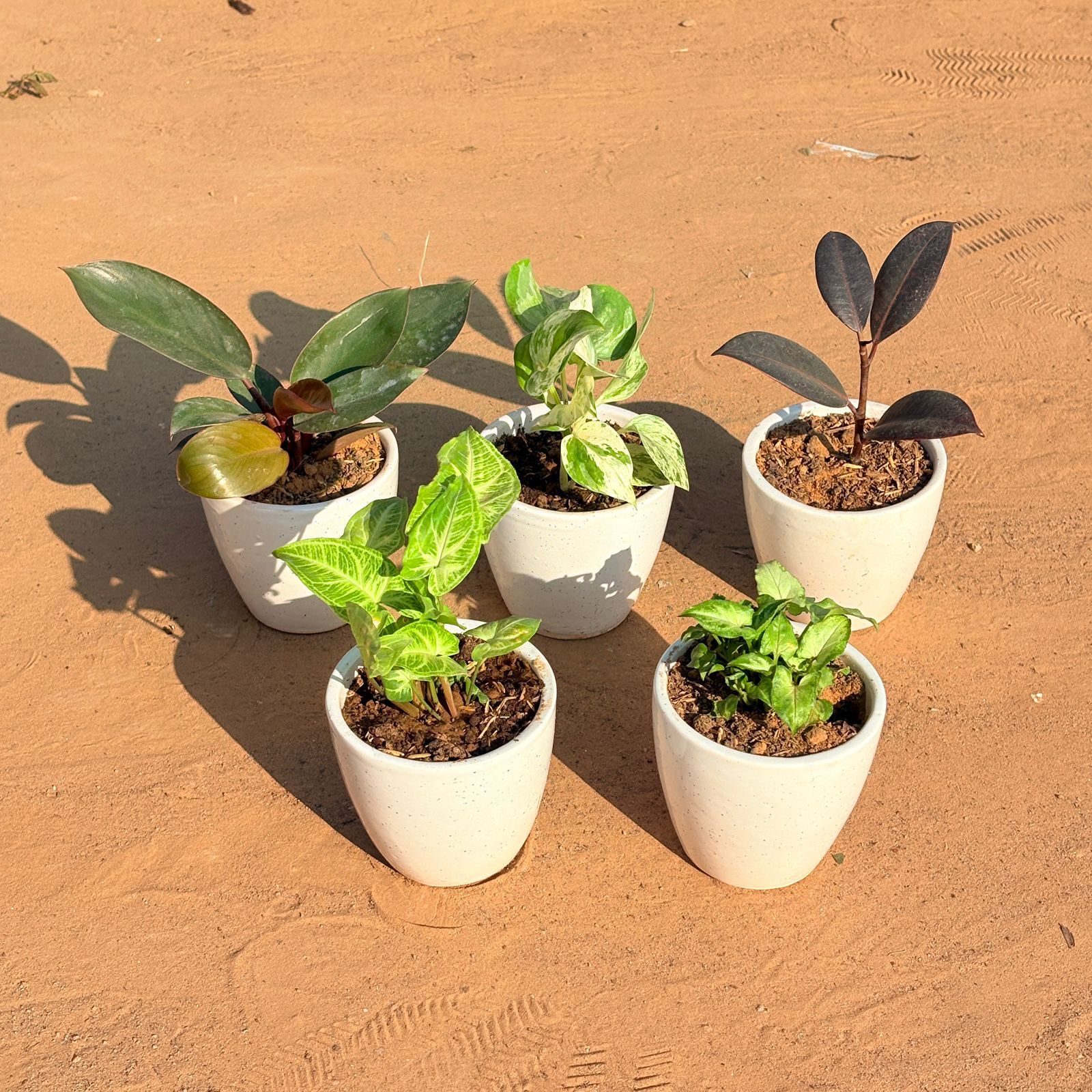 Set of 5 - Syngonium Alba Dwarf, Money Plant N'Joy, Philodendron Red, Rubber Black & Syngonium Butterfly in 4 Inch Classy White Cup Ceramic Pot