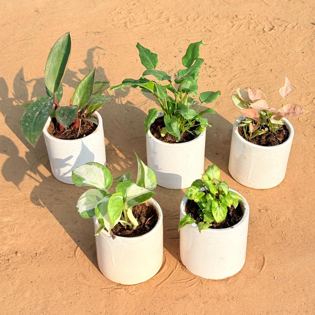 Set of 5 - Philodendron Red, Xanadu Green, Syngonium Pink, Money Plant N'Joy & Syngonium Butterfly in 4 Inch White Pipe Designer Ceramic Pot (any design)