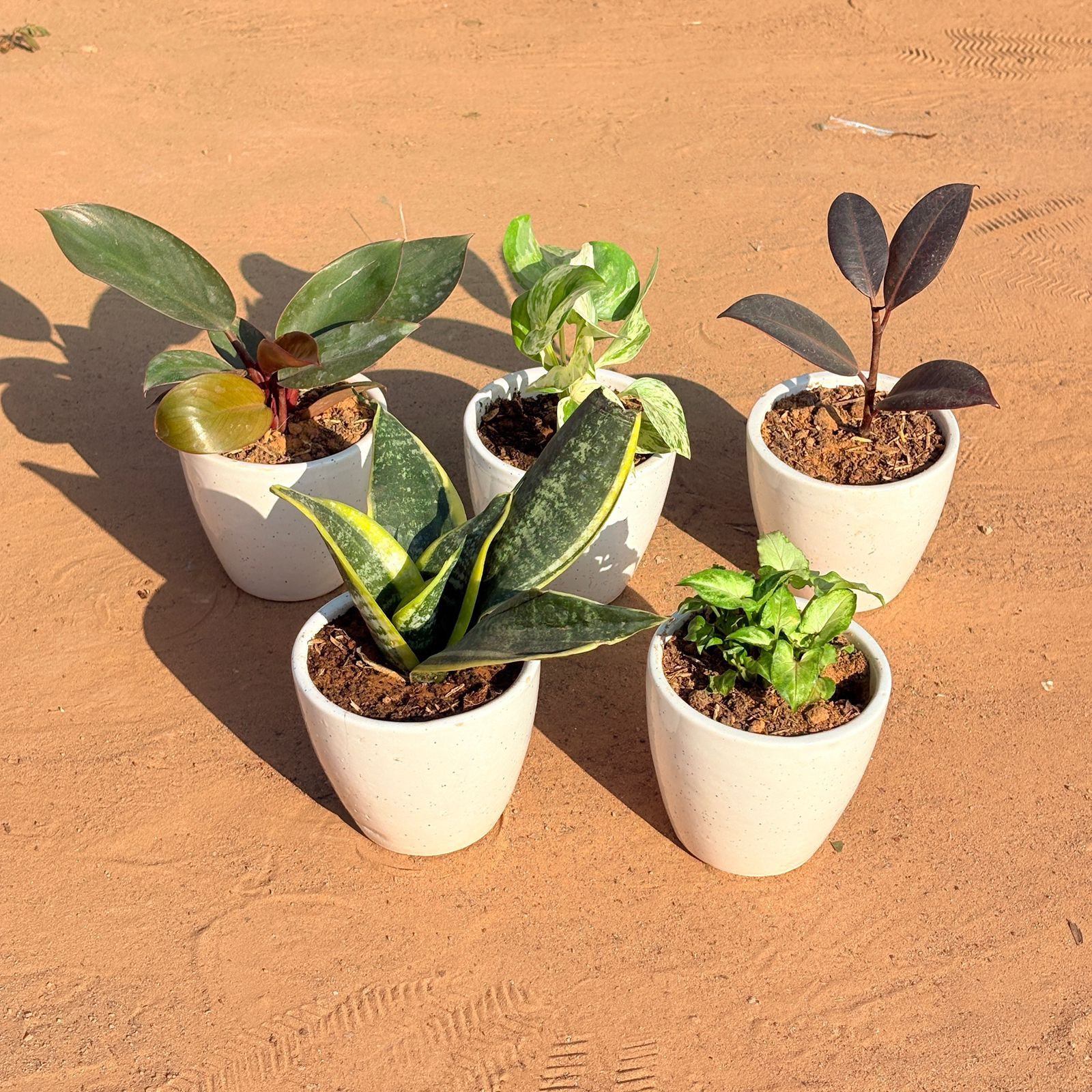 Set of 5 - Snake Yellow, Money Plant N'Joy, Philodendron Red, Rubber Black & Syngonium Butterfly in 4 Inch Classy White Cup Ceramic Pot