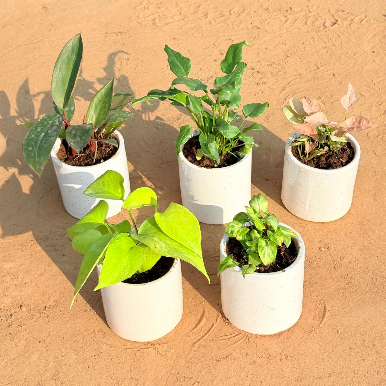 Set of 5 - Philodendron Red, Xanadu Green, Syngonium Pink, Golden Money Plant & Syngonium Butterfly in 4 Inch White Pipe Designer Ceramic Pot (any design)