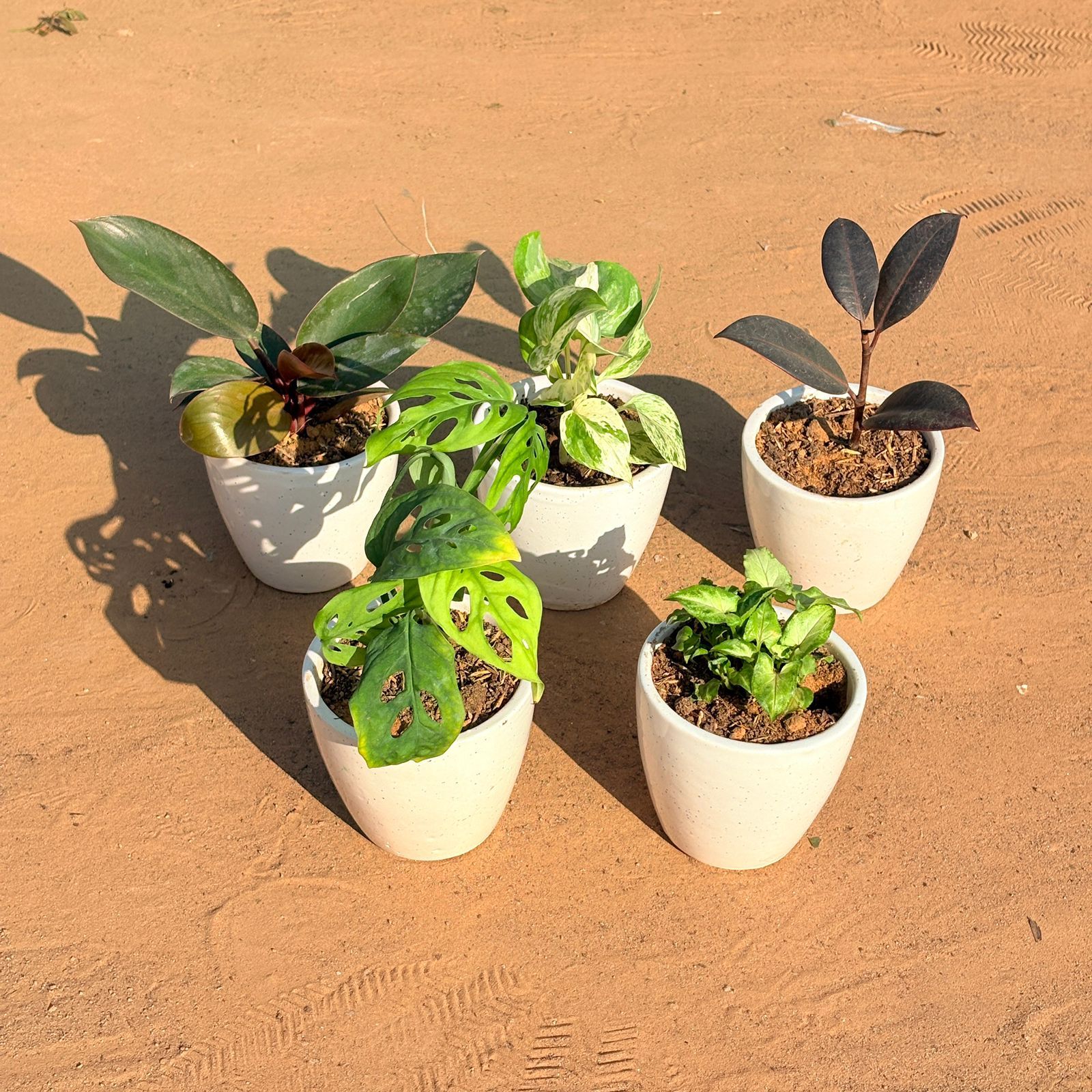 Set of 5 - Monstera Broken Heart, Money Plant N'Joy, Philodendron Red, Rubber Black & Syngonium Butterfly in 4 Inch Classy White Cup Ceramic Pot