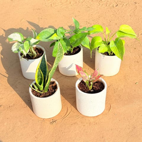 Set of 5 - Money Plant N'Joy, Money Plant Green, Golden Money Plant, Snake Yellow & Aglaonema Pink in 4 Inch Live Plant White Pipe Designer Ceramic Pot (any design)