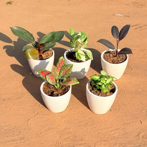 Set of 5 - Aglaonema Pink Dalmatian, Money Plant N'Joy, Philodendron Red, Rubber Black & Syngonium Butterfly in 4 Inch Classy White Cup Ceramic Pot