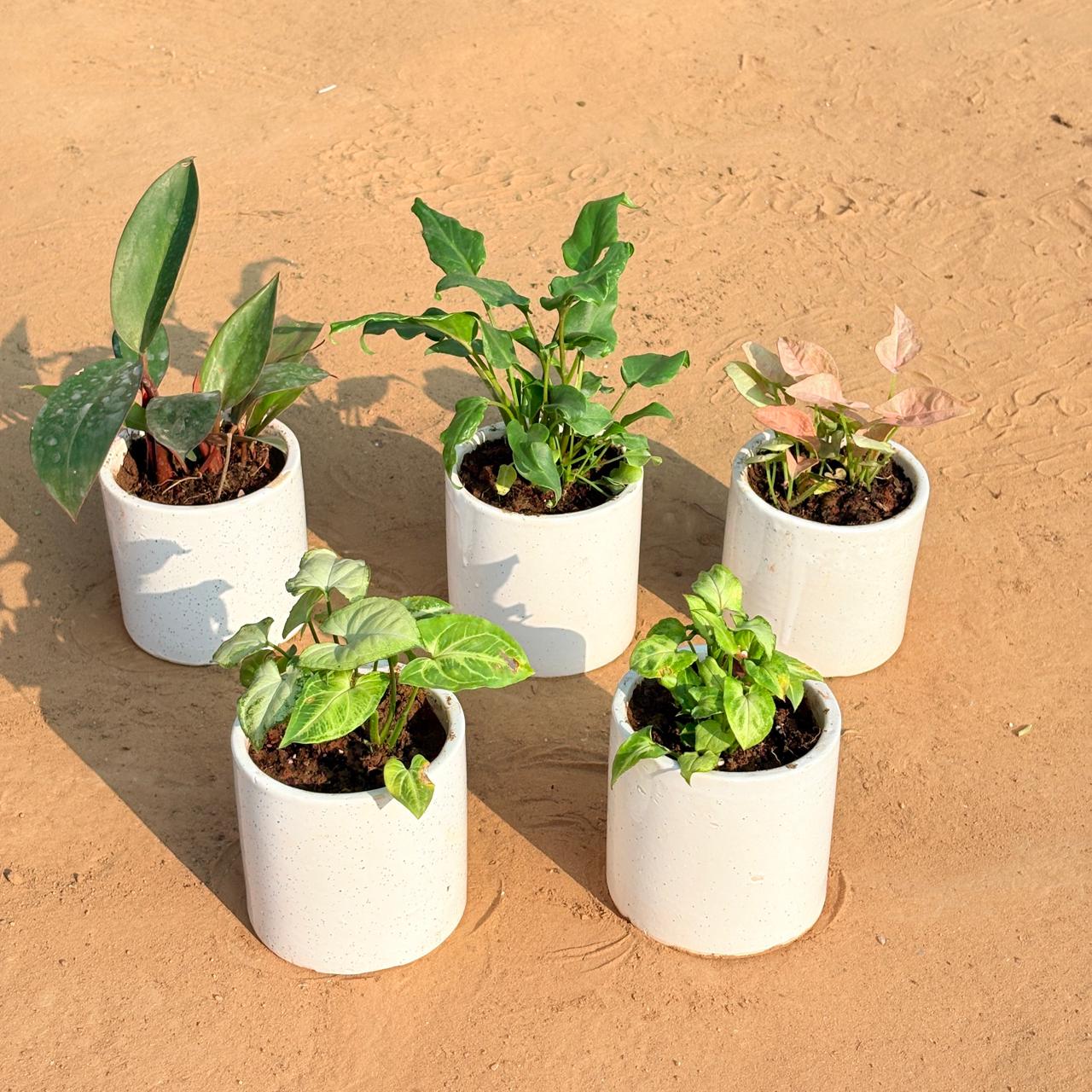 Set of 5 - Philodendron Red, Xanadu Green, Syngonium Pink, Syngonium Yammi & Syngonium Butterfly in 4 Inch White Pipe Designer Ceramic Pot (any design)