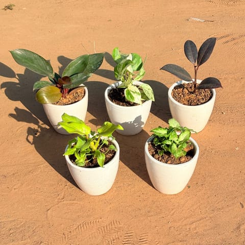 Set of 5 - Xanadu Golden, Money Plant N'Joy, Philodendron Red, Rubber Black & Syngonium Butterfly in 4 Inch Classy White Cup Ceramic Pot