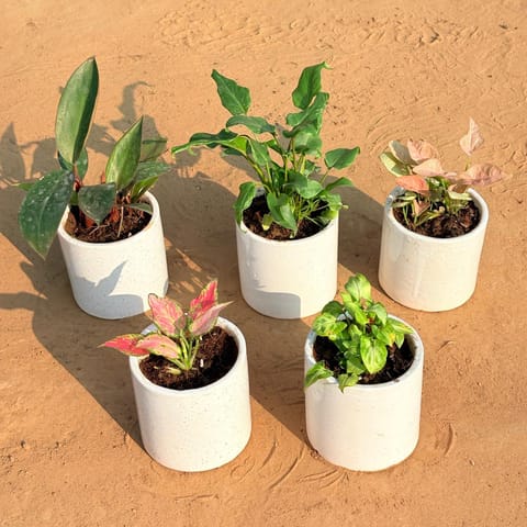 Set of 5 - Philodendron Red, Xanadu Green, Syngonium Pink, Aglaonema Pink & Syngonium Butterfly in 4 Inch Live Plant White Pipe Designer Ceramic Pot (any design)