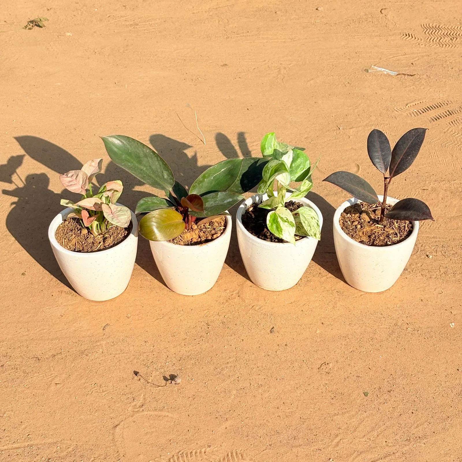 Set of 4 - Syngonium Pink, Money Plant N'Joy, Philodendron Red & Rubber Black in 4 Inch Classy White Cup Ceramic Pot