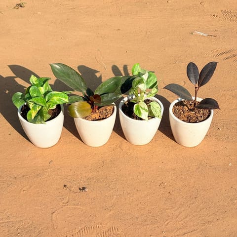 Set of 4 - Marble Money Plant, Money Plant N'Joy, Philodendron Red & Rubber Black in 4 Inch Live Plant Classy White Cup Ceramic Pot