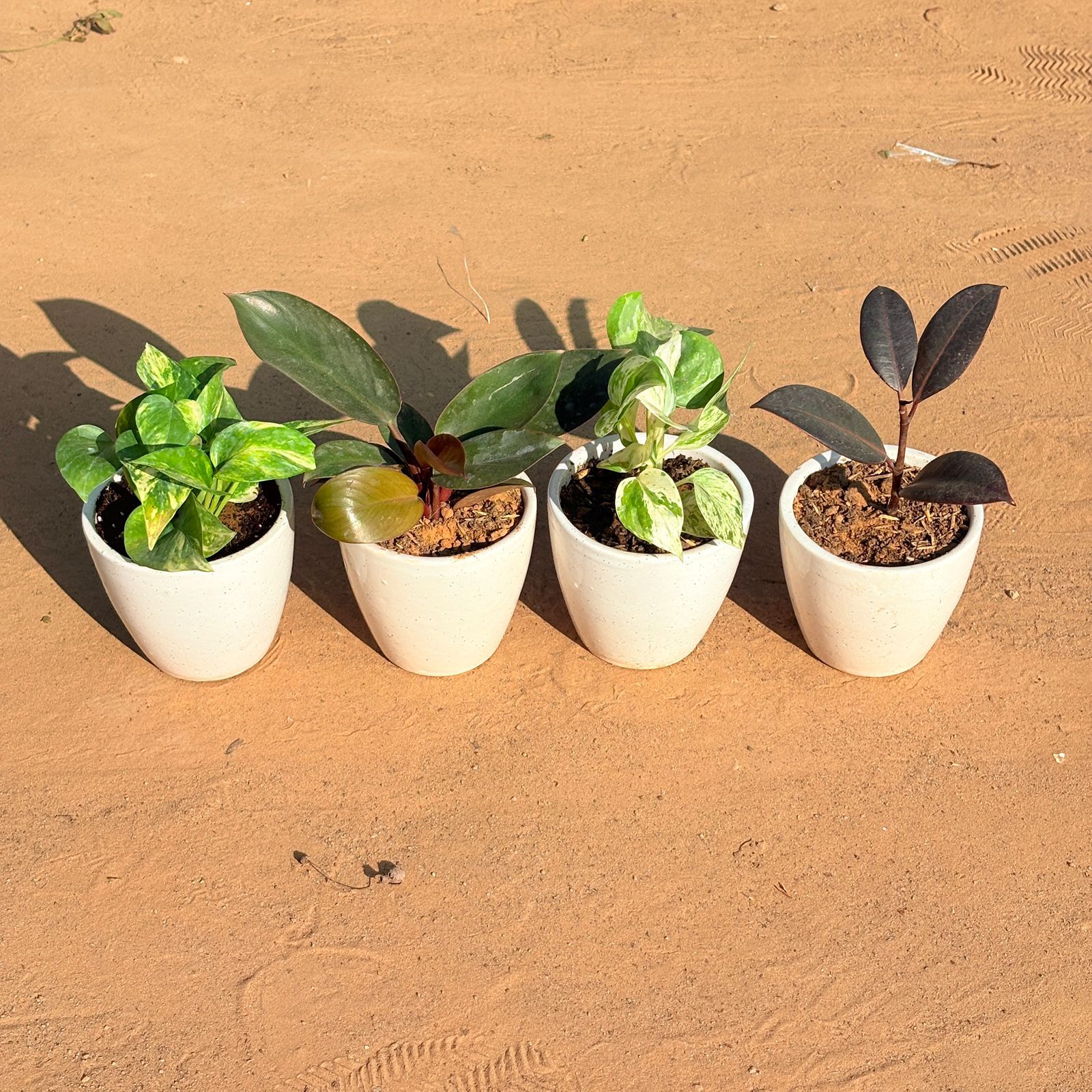 Set of 4 - Marble Money Plant, Money Plant N'Joy, Philodendron Red & Rubber Black in 4 Inch Classy White Cup Ceramic Pot