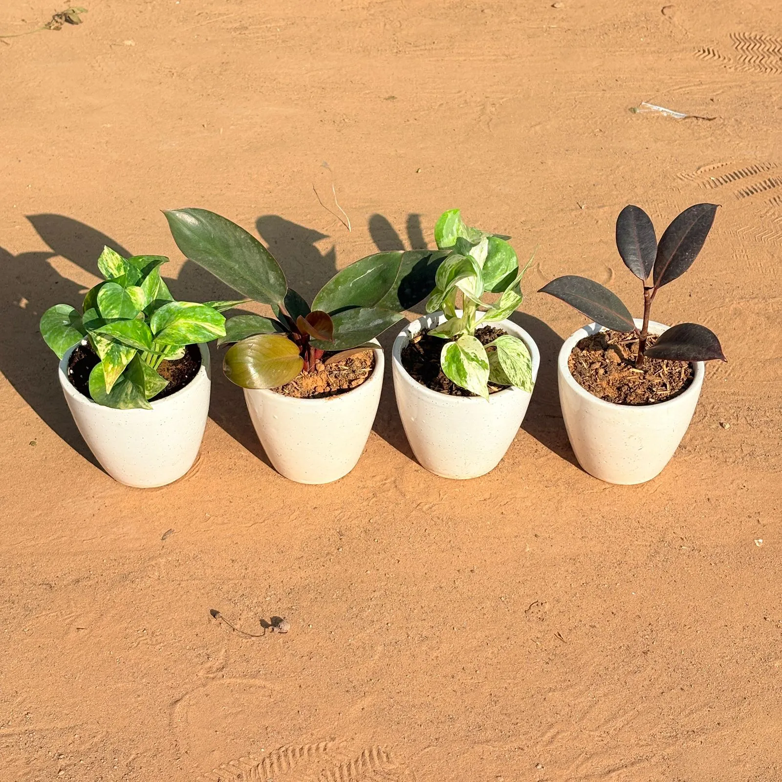 Set of 4 - Marble Money Plant, Money Plant N'Joy, Philodendron Red & Rubber Black in 4 Inch Classy White Cup Ceramic Pot