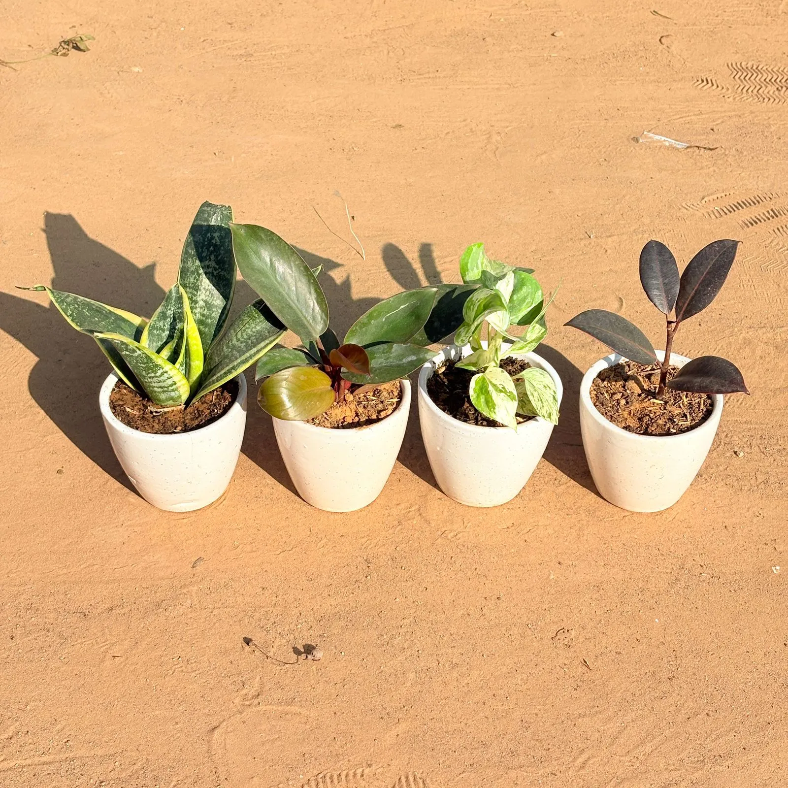 Set of 4 - Snake Yellow, Money Plant N'Joy, Philodendron Red & Rubber Black in 4 Inch Classy White Cup Ceramic Pot