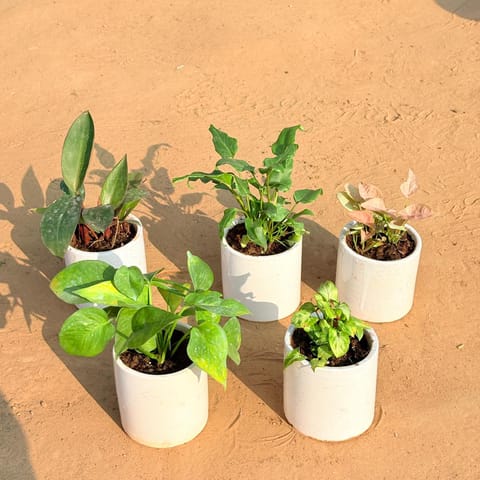 Set of 5 - Philodendron Red, Xanadu Green, Syngonium Pink, Money Plant Green & Syngonium Butterfly in 4 Inch Live Plant White Pipe Designer Ceramic Pot (any design)