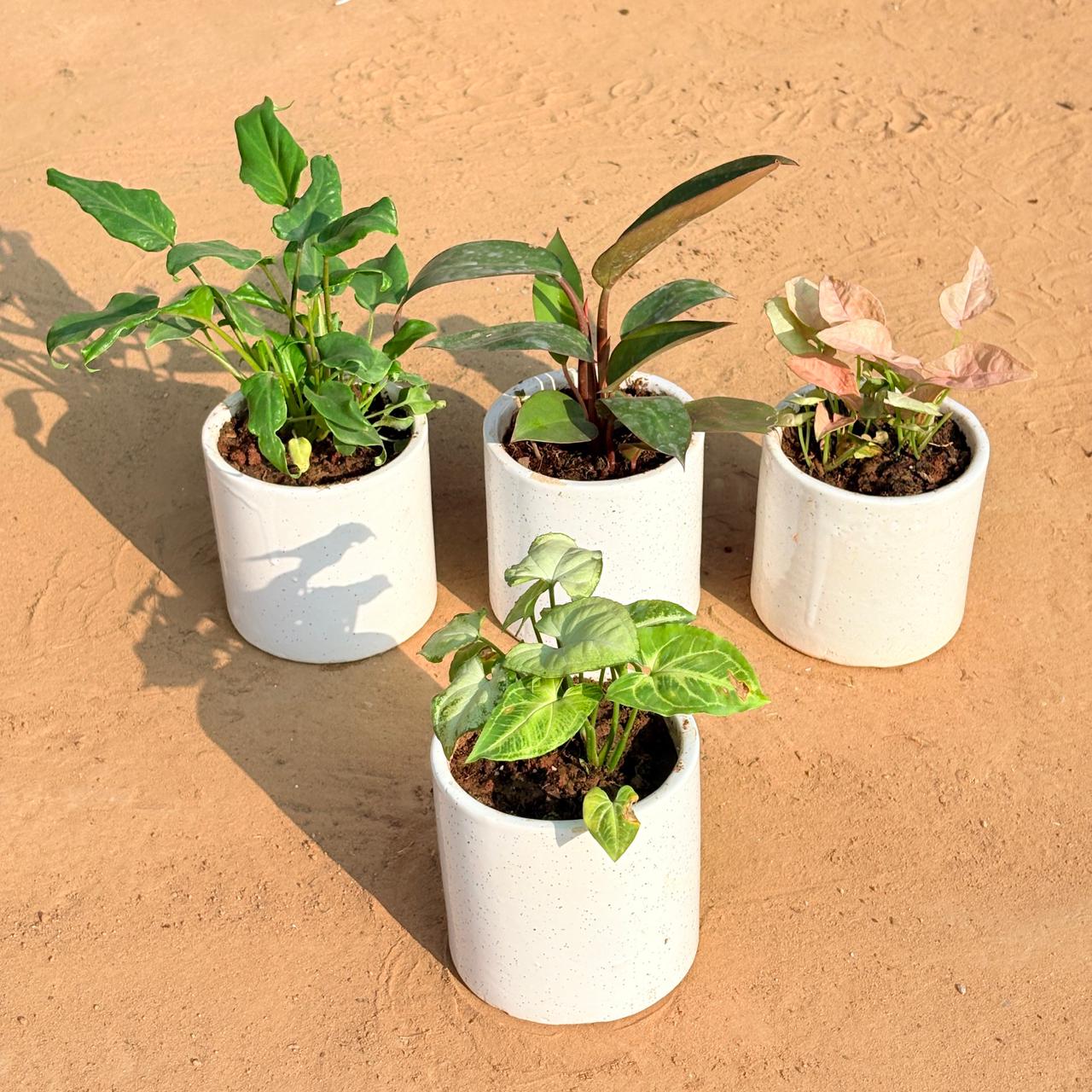 Set of 4 - Xanadu Green, Philodendron Red, Syngonium Pink & Syngonium Yammi in 4 Inch White Pipe Designer Ceramic Pot (any design)