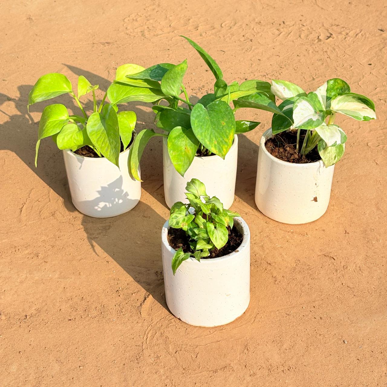 Set of 4 - Golden Money Plant, Money Plant Green, Money Plant N'Joy & Syngonium Butterfly in 4 Inch White Pipe Designer Ceramic Pot (any design)