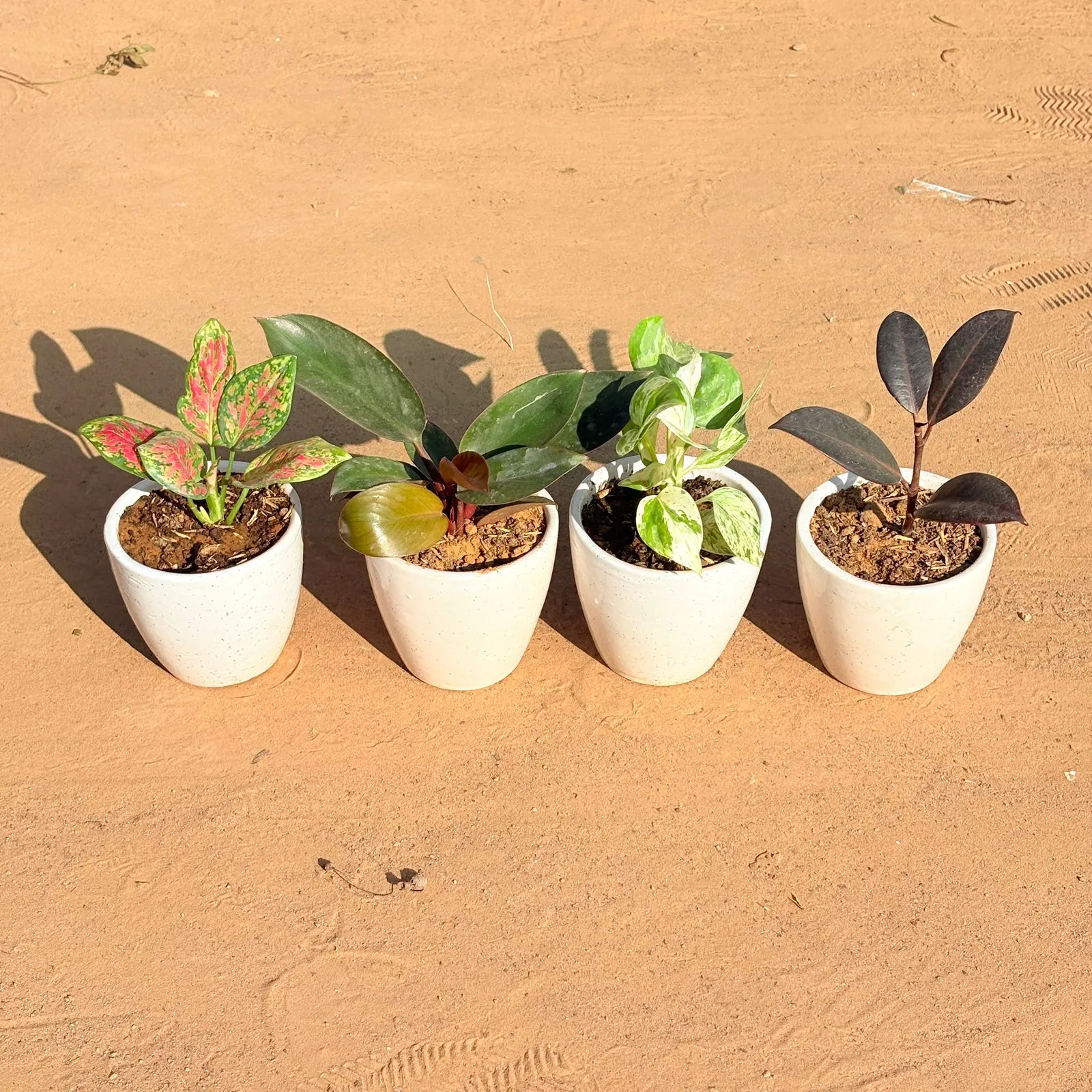 Set of 4 - Aglaonema Pink Dalmatian, Money Plant N'Joy, Philodendron Red & Rubber Black in 4 Inch Classy White Cup Ceramic Pot