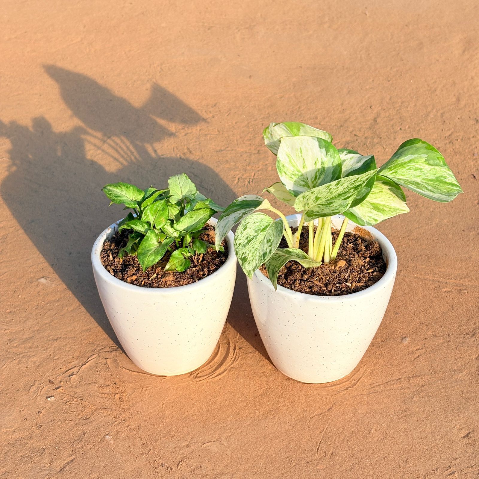 Set of 2 - Syngonium Butterfly & Marble Money Plant in 4 Inch Classy White Cup Ceramic Pot
