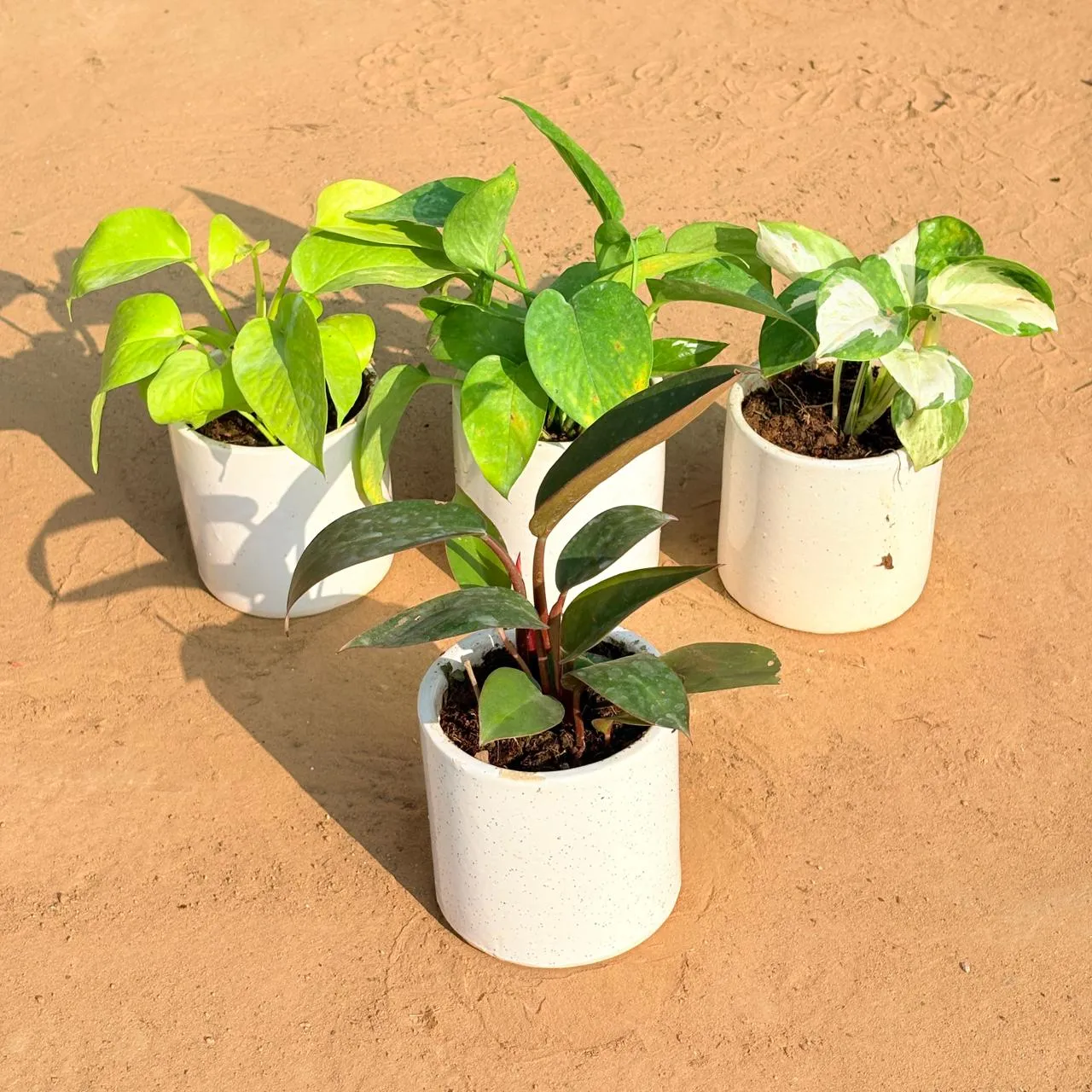 Set of 4 - Golden Money Plant, Money Plant Green, Money Plant N'Joy & Philodendron Red in 4 Inch White Pipe Designer Ceramic Pot (any design)