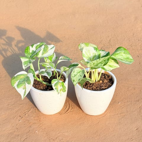 Set of 2 - Money Plant N'Joy & Marble Money Plant in 4 Inch Live Plant Classy White Cup Ceramic Pot