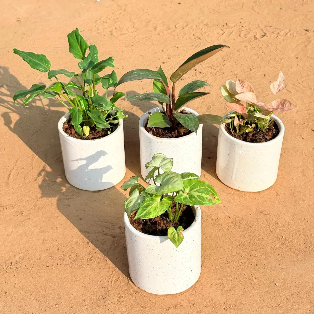 Set of 4 - Xanadu Green, Philodendron Red, Syngonium Pink & Syngonium Yammi in 4 Inch White Pipe Designer Ceramic Pot (any design)