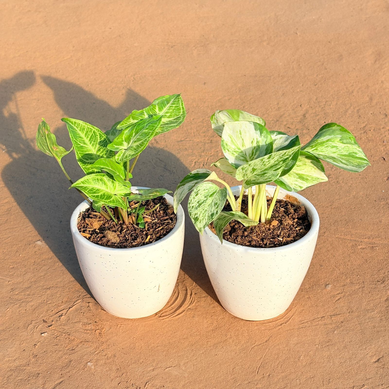 Set of 2 - Syngonium Alba Dwarf & Marble Money Plant in 4 Inch Classy White Cup Ceramic Pot