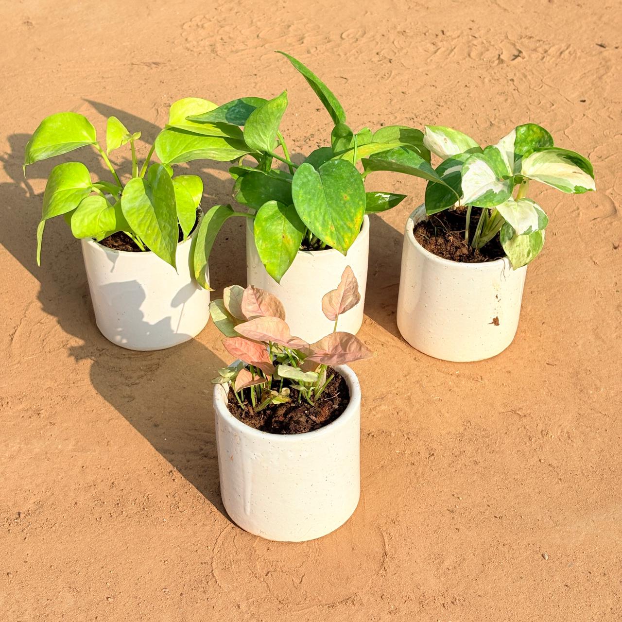 Set of 4 - Golden Money Plant, Money Plant Green, Money Plant N'Joy & Syngonium Pink in 4 Inch White Pipe Designer Ceramic Pot (any design)