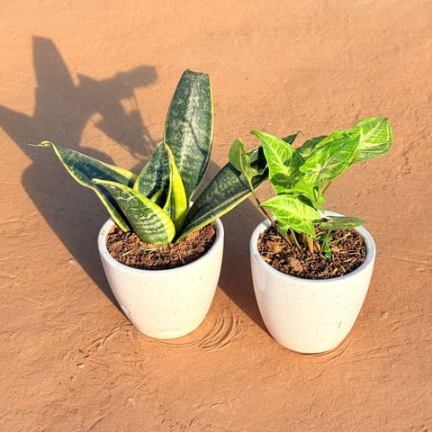 Set of 2 - Snake Yellow & Syngonium Alba Dwarf in 4 Inch Live Fresh Plant Classy White Cup Ceramic Pot in Sector 38