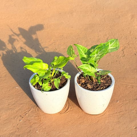 Set of 2 - Xanadu Golden & Syngonium Alba Dwarf in 4 Inch Classy White Cup Ceramic Pot