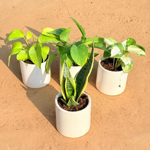 Set of 4 - Golden Money Plant, Money Plant Green, Money Plant N'Joy & Snake Yellow in 4 Inch Live Plant White Pipe Designer Ceramic Pot (any design)