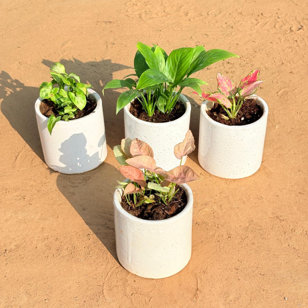 Set of 4 - Syngonium Butterfly, Peace Lily, Aglaonema Pink & Syngonium Pink in 4 Inch White Pipe Designer Ceramic Pot (any design)