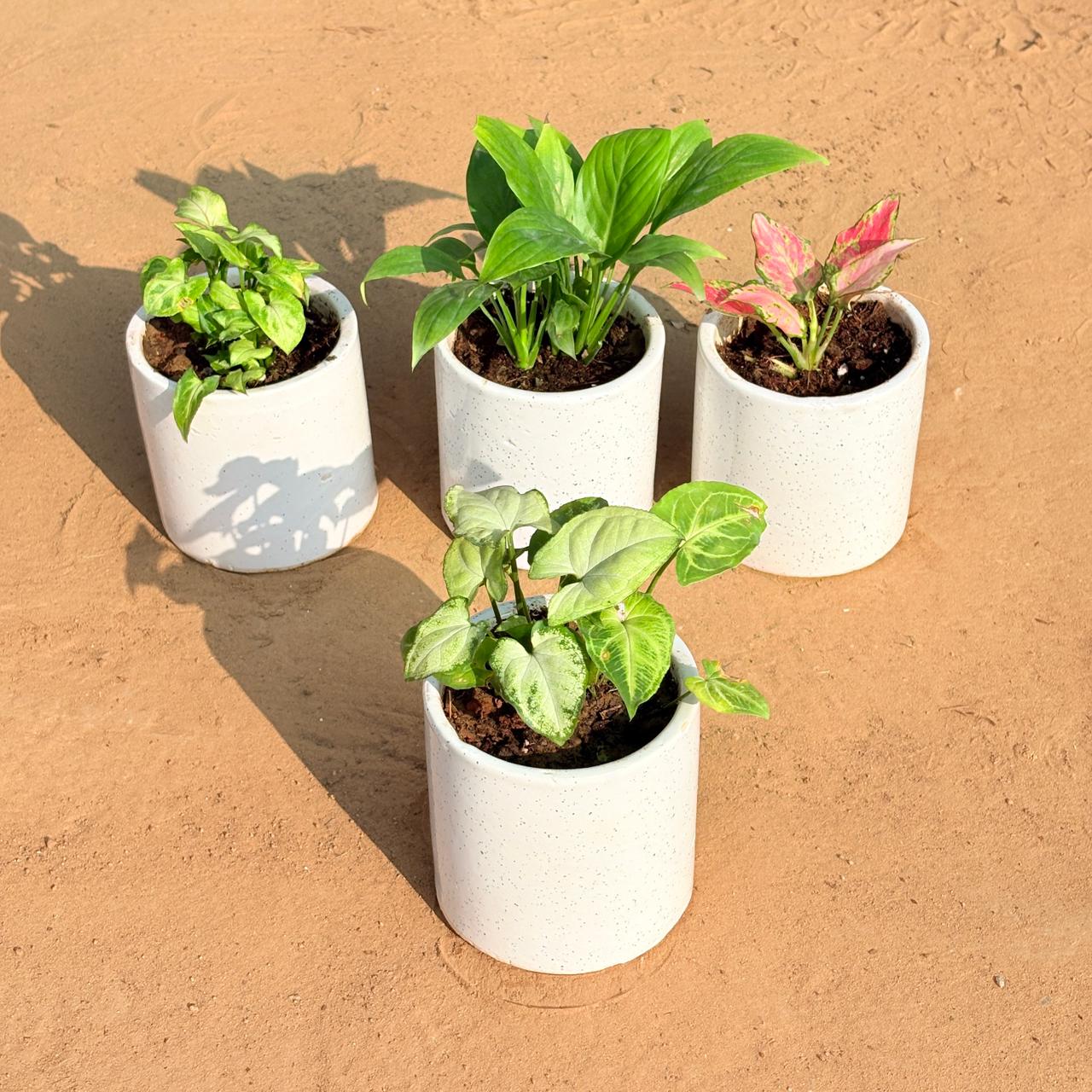 Set of 4 - Syngonium Butterfly, Peace Lily, Aglaonema Pink & Syngonium Yammi in 4 Inch White Pipe Designer Ceramic Pot (any design)