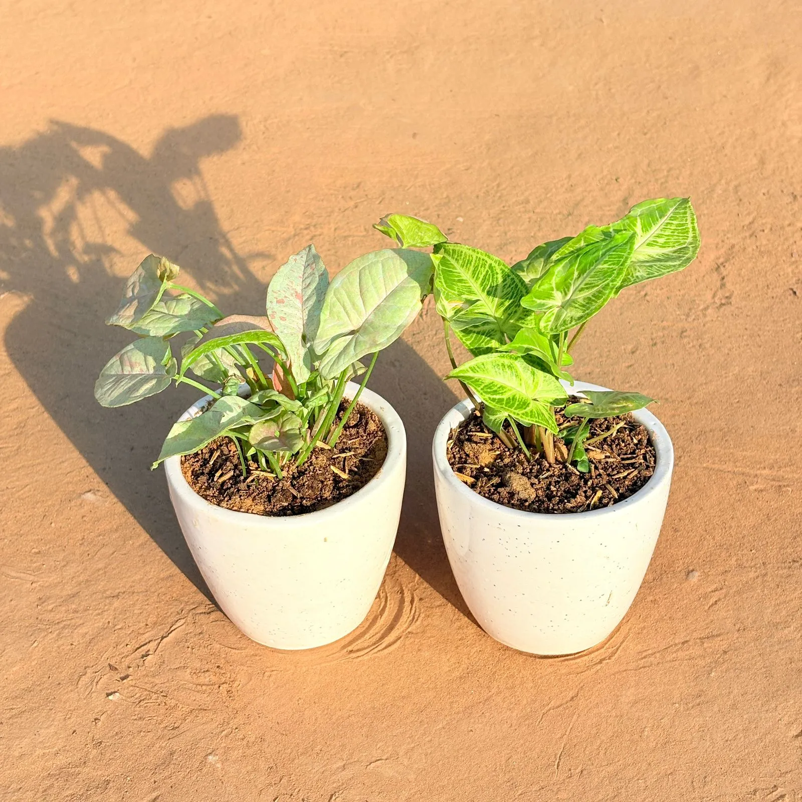 Set of 2 - Syngonium Candyfloss & Syngonium Alba Dwarf in 4 Inch Classy White Cup Ceramic Pot