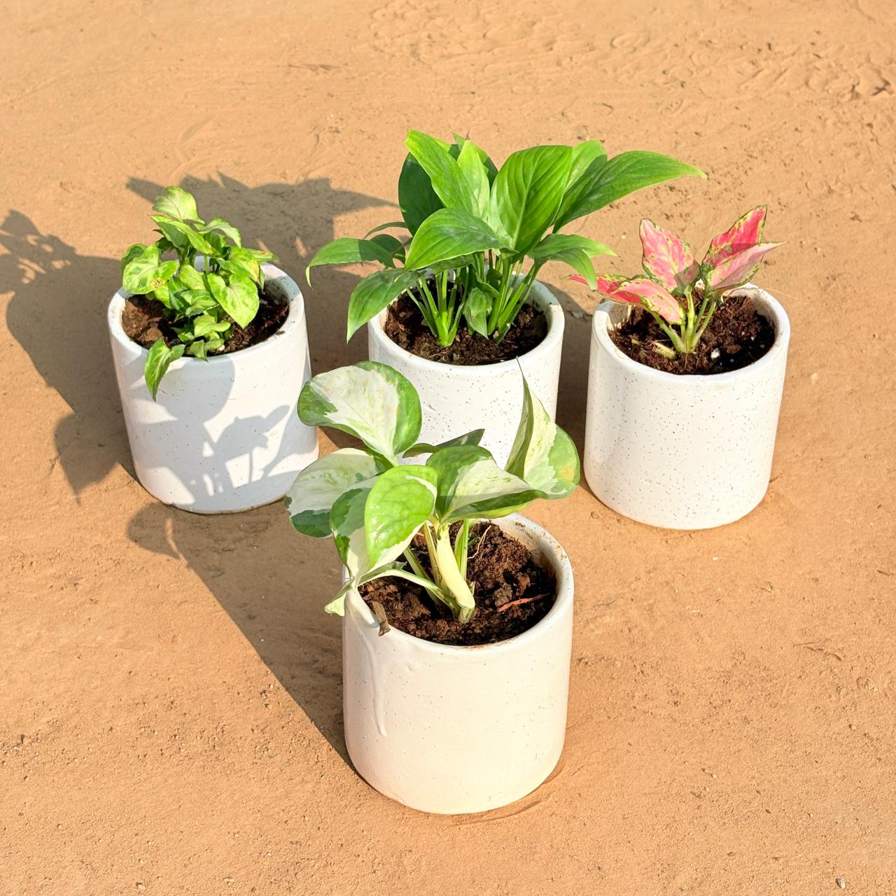 Set of 4 - Syngonium Butterfly, Peace Lily, Aglaonema Pink & Money Plant N'Joy in 4 Inch White Pipe Designer Ceramic Pot (any design)